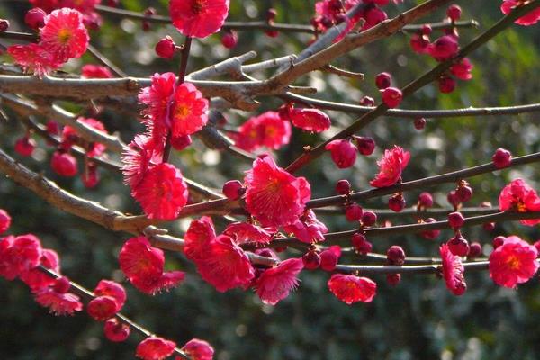 梅花怎么种 梅花种植方法与注意事项