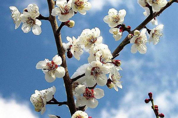 梅花怎么种 梅花种植方法与注意事项