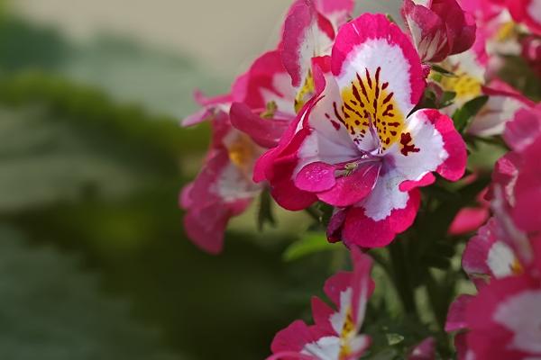 蛾蝶花什么时候种 蛾蝶花繁殖方法