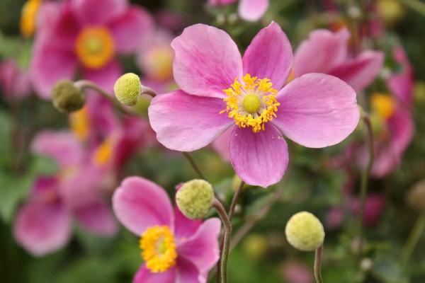 打破碗花怎么养 打破碗花种植方法与注意事项