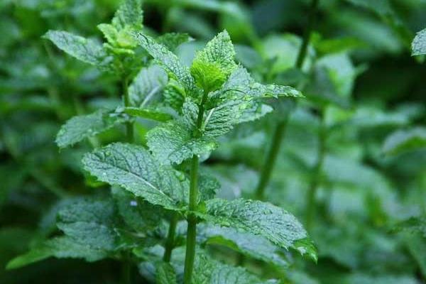 留兰香薄荷种子怎么种 留兰香薄荷种植的方法