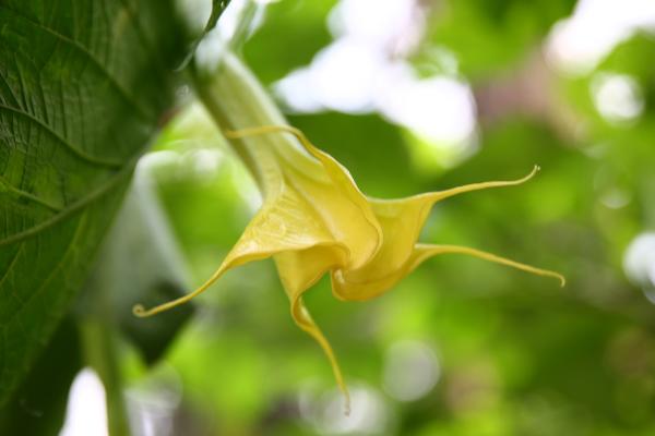 虾衣花怎么养 虾衣花养殖方法与注意事项