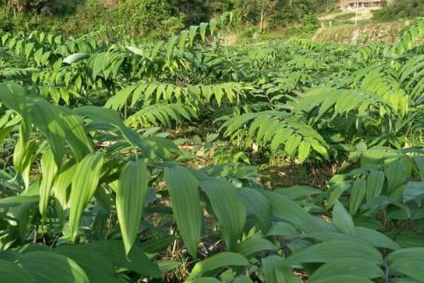 黄精种植技术 黄精的生长习性