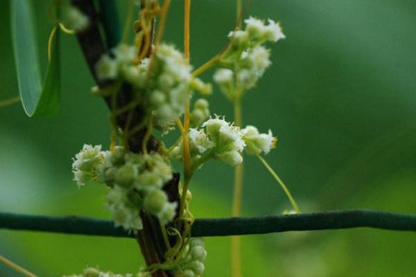 菟丝子种植前景怎么样 菟丝子分几种