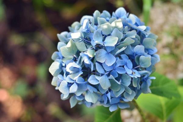 绣球花一年开几次花 绣球花什么时候开花（花期是几月）