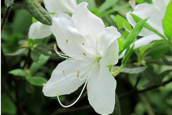 杜鹃花叶子发黄怎么办 杜鹃花掉叶子的解决方法