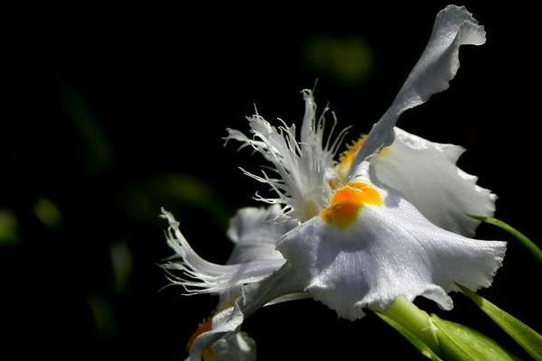 白蝴蝶花怎么养 白蝴蝶花养殖方法与注意事项