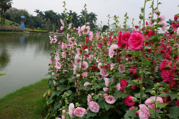 蜀葵的种植方法与注意事项 蜀葵有哪些品种