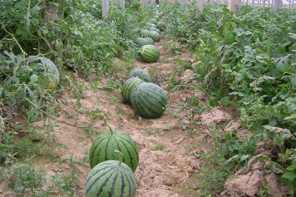 西瓜大棚种植技术大全