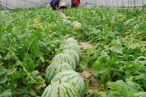 西瓜大棚种植技术大全