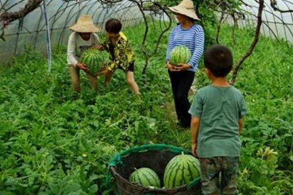 西瓜大棚种植技术大全