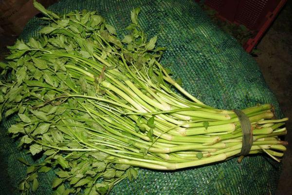 水芹菜怎么样留种发芽 水芹菜种子哪里有