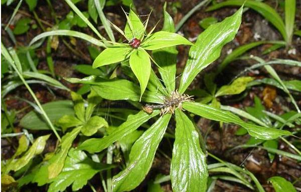 重楼怎么种植 重楼种植技术