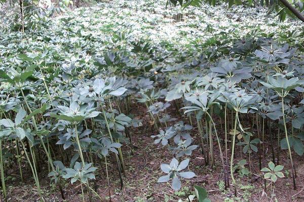 重楼怎么种植 重楼种植技术