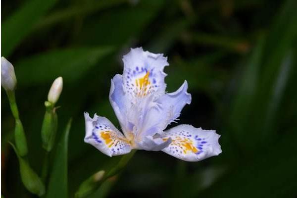 蝴蝶花怎么养 蝴蝶花种植方法与注意事项