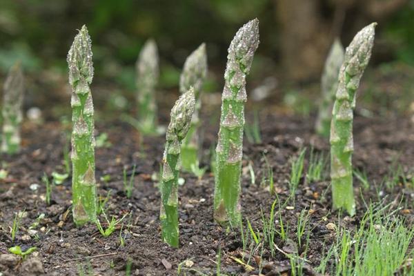 天麻种植的条件是什么 天麻种植时间