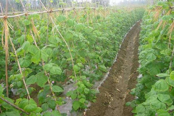 豇豆栽培技术豇豆种植方法