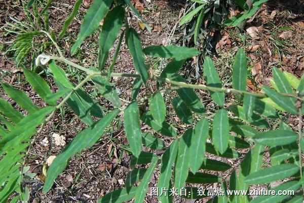 山毛豆种植技术