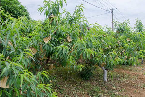 黄桃怎么种 黄桃种植方法与注意事项