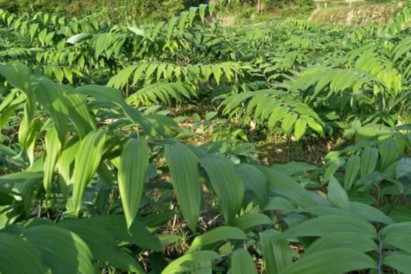 黄精栽培技术 黄精的种植时间与方法