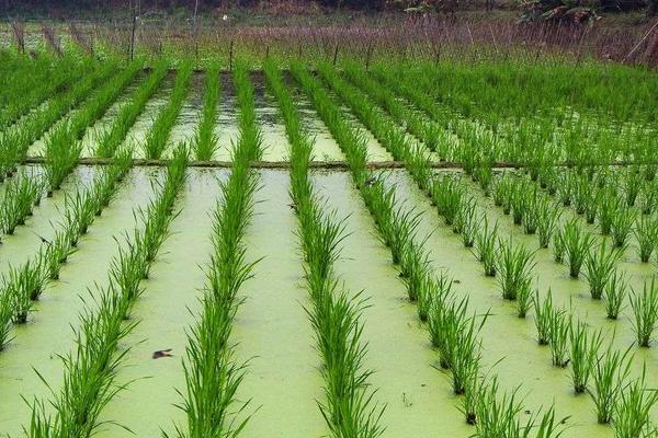 茭白科学种植技术