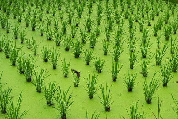 茭白科学种植技术