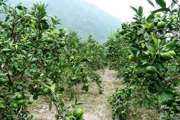 柚子树的种植技术 柚子树嫁接方法