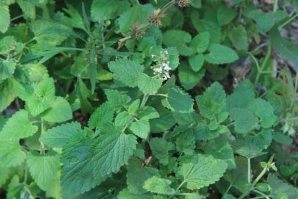 荆芥怎么种 荆芥种植时间和方法