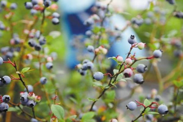 蓝莓种植技术和管理方法 蓝莓种植条件