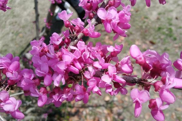 紫荆花怎么养 紫荆花养殖方法与注意事项