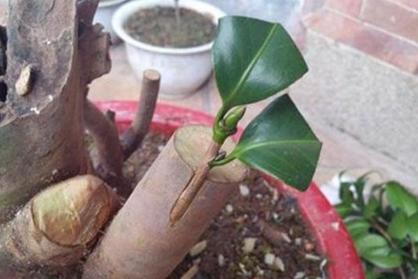 茶花可以扦插繁殖吗 茶花怎么嫁接（什么时候）