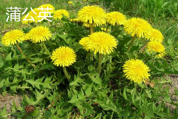 荠菜与荠荠菜、野芥菜、蒲公英、独行菜的区别是什么 荠菜与荠荠菜、野芥菜、蒲公英、独行菜都能吃吗