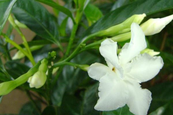 狗牙花怎么种 狗牙花种植方法与注意事项