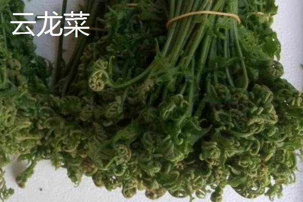 野菜云龙菜是蕨菜吗 云龙才是不是龙须菜