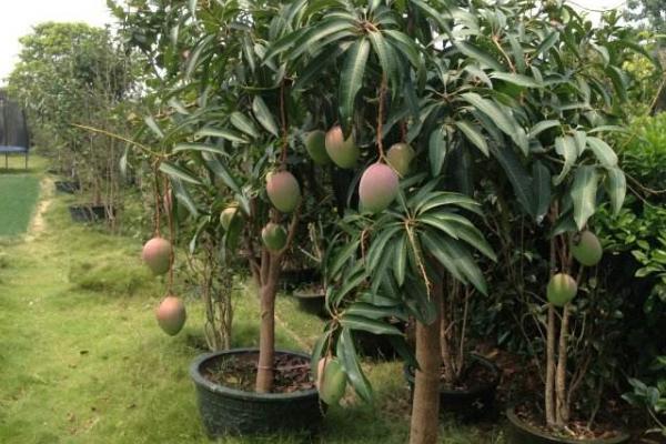 芒果树修剪最佳时间 芒果树施什么肥