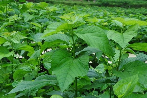 桑树怎么种植 桑树种植方法与注意事项