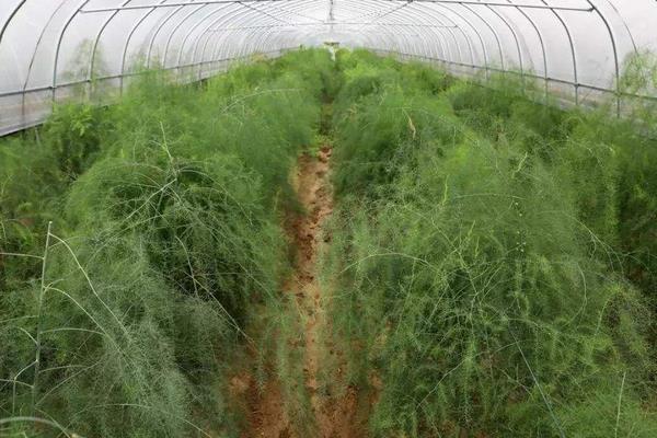 绿芦笋要怎么种 绿芦笋的种植方法