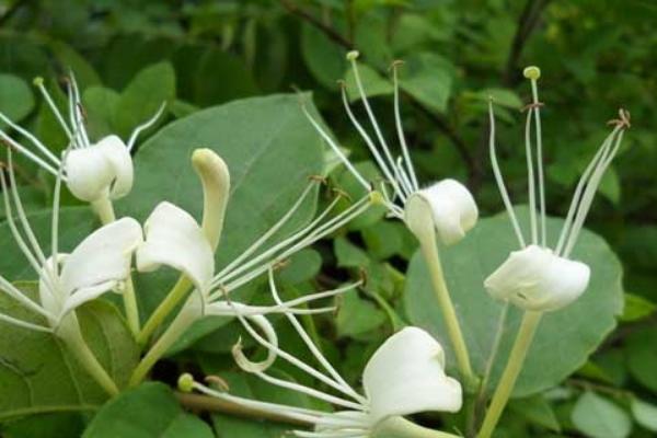 金银花的栽培技术 金银花种子怎么种