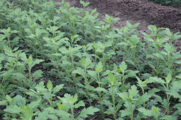 菊花种子什么时候播种 菊花种子的播种方法