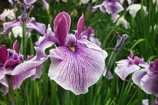 花菖蒲怎么种 花菖蒲种植方法与注意事项