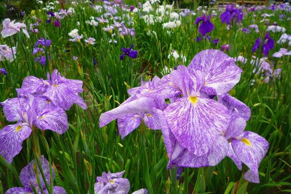 花菖蒲怎么种 花菖蒲种植方法与注意事项