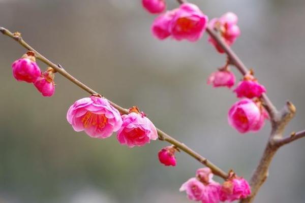 盆景梅花养殖方法与注意事项 梅花盆景怎么造型好看