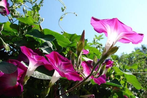 牵牛花怎么传播种子 牵牛花播种繁殖方法