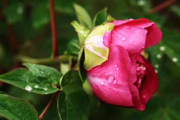 牡丹花种植方法