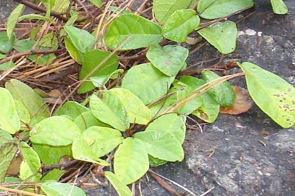 地枇杷怎么种 地枇杷种植技术