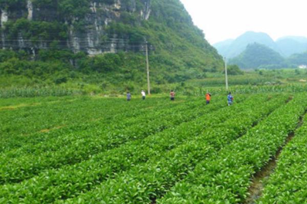 板蓝根栽培技术 板蓝根什么时候种植