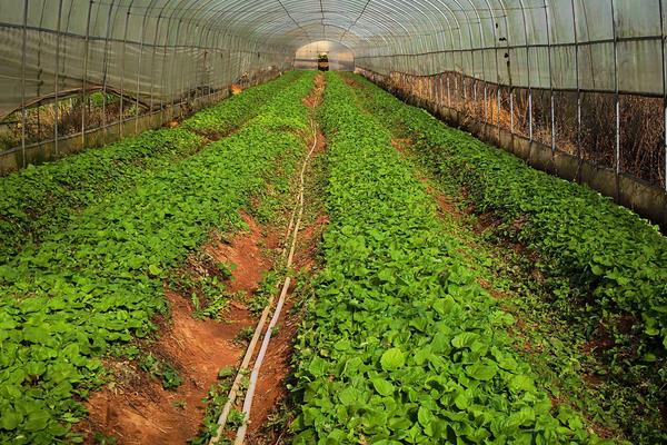 回农村老家搞种植不知道选种类？这3种投入低前景好