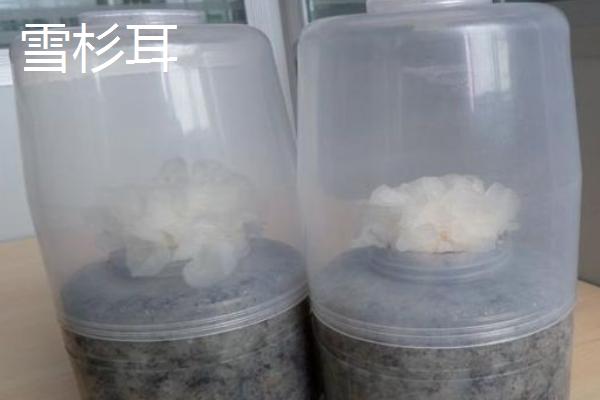 雪杉耳和银耳的区别是什么