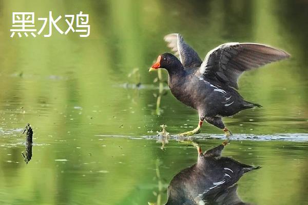 黑水鸡和黑水鸭、白骨顶的区别是什么 黑水鸡的养殖需要注意哪些