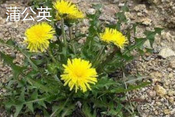 款冬花是蒲公英吗 冬花和款冬花一样吗